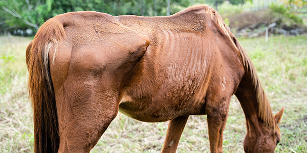 horses seized rspca inspectorate queensland
