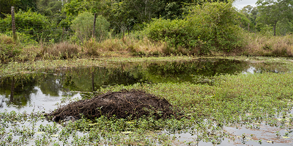 rspca investigation caboolture lockyer queensland horses seized