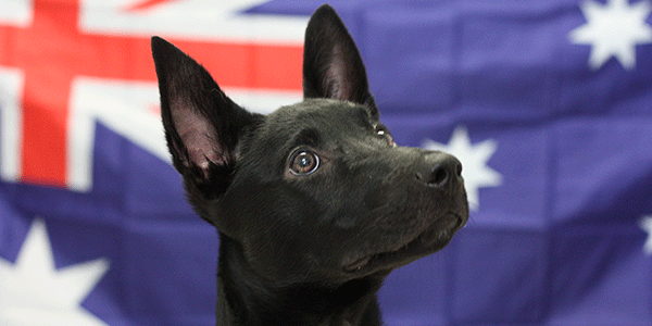 Picture of Louis the RSPCA Dog in front of an Australian Flag